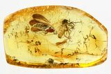 Detailed Fossil Caddisfly (Trichoptera) In Baltic Amber - Lilac Eyes! #362666-1